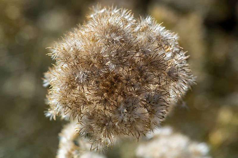 Rabbitbrush (19 days later).jpg