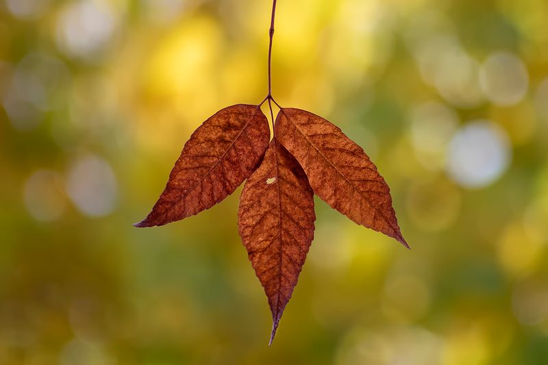 Three Ash Leaves.jpg