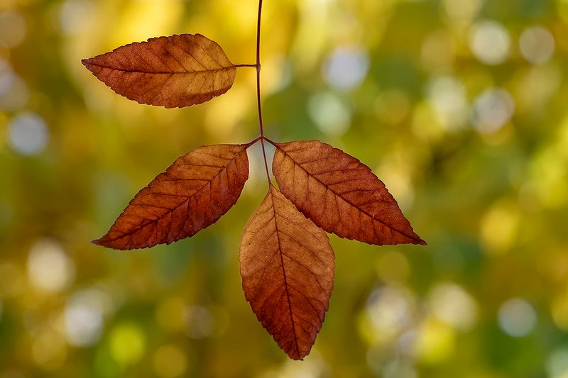 Four Ash Leaves.jpg