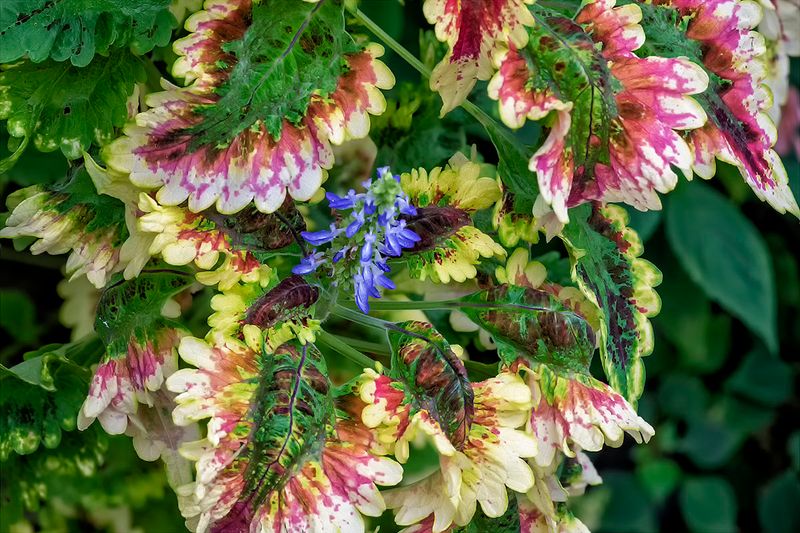 Coleus.jpg