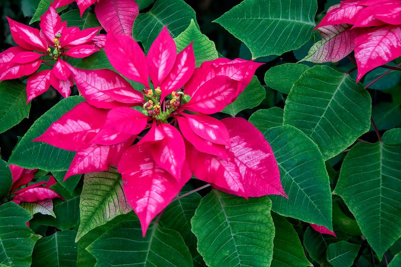 Poinsettia.jpg