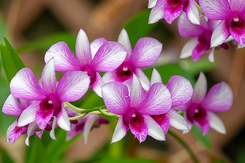 Philippine Ground Orchid.jpg