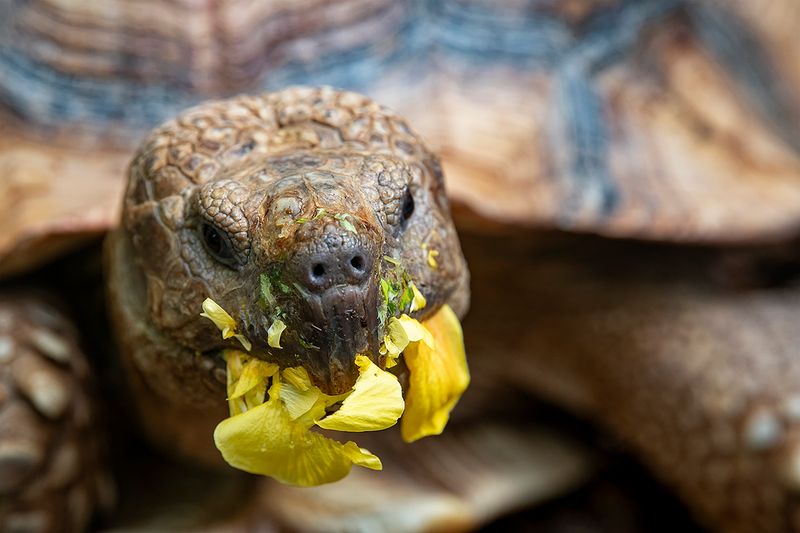 Tortoise.jpg