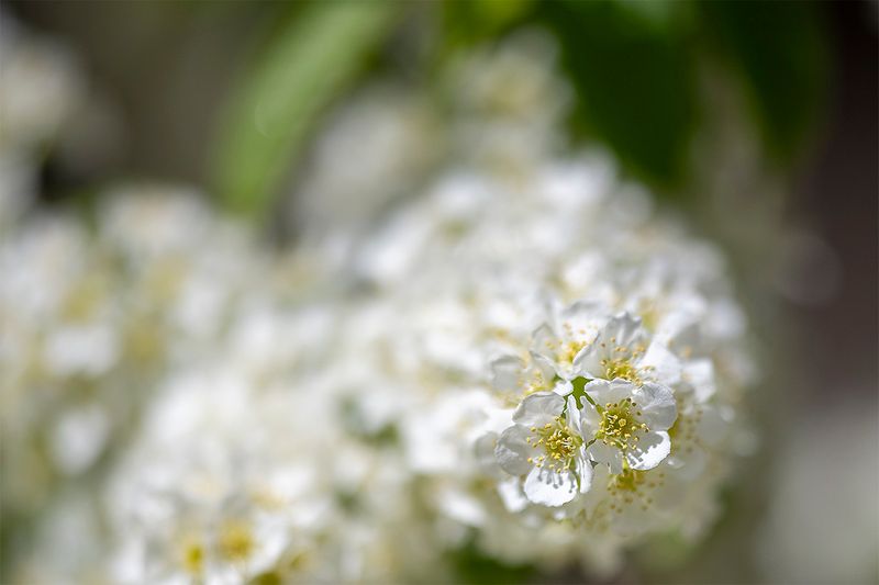 Chokecherry.jpg
