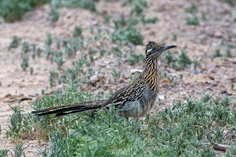 Beep Beep (or is it Meep Meep?).jpg
