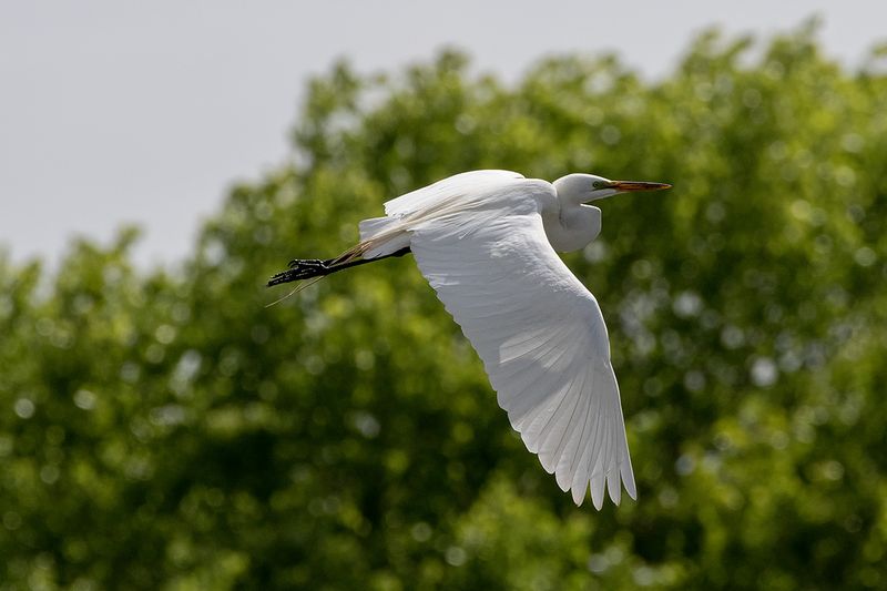 Great Egret.jpg