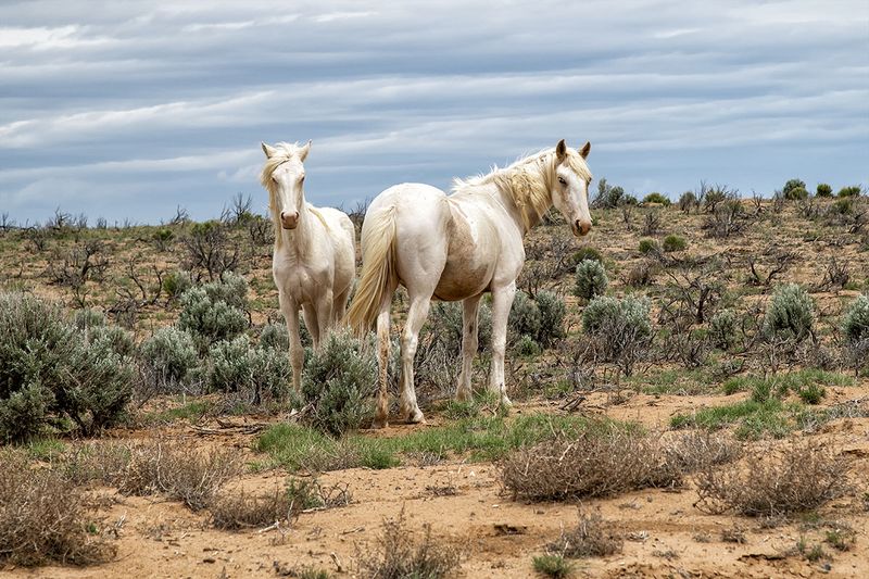 Wild Horses San Juan County NM.jpg