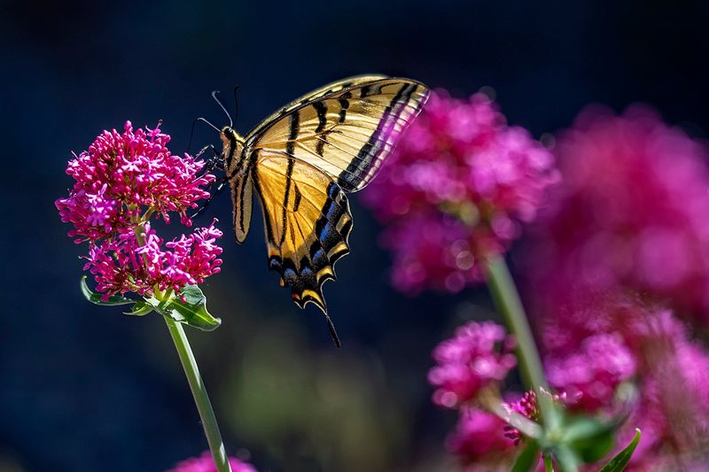 Tiger Swallowtail 1.jpg