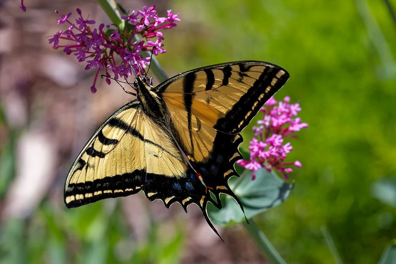 Tiger Swallowtail 2.jpg