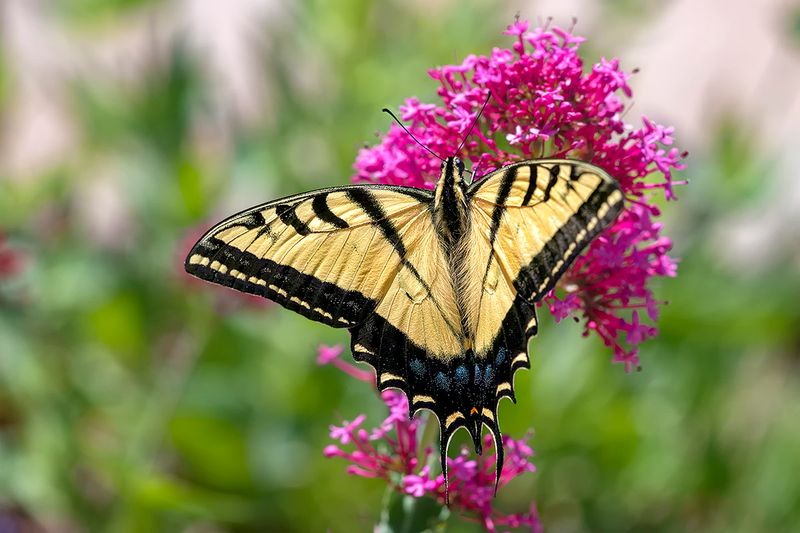Tiger Swallowtail 3.jpg