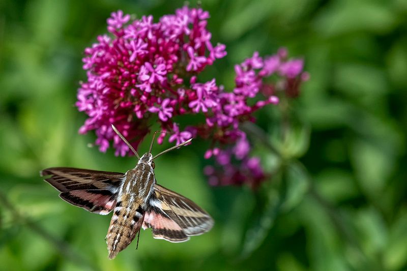 White-lined Sphinx Moth 2.jpg