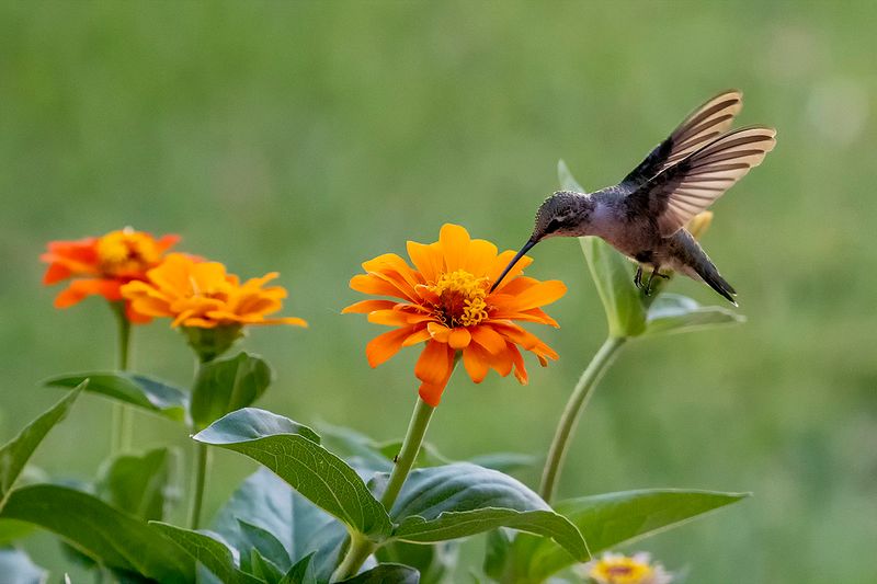 Black-chinned hummingbird.jpg
