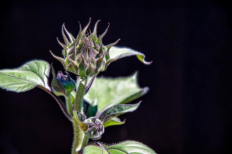 Emergent sunflower.jpg