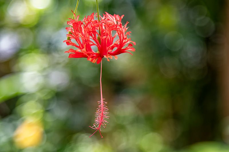 Coral Hibiscus.jpg