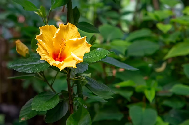 Sea Hibiscus.jpg