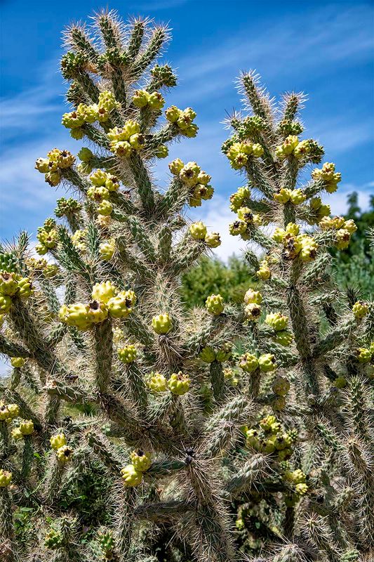 Cane Cholla.jpg