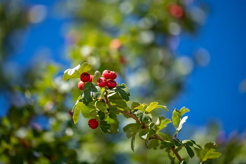 Hawthorn berries Day 4.jpg