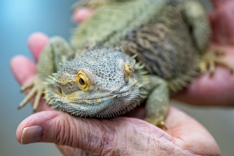 Nessie the Bearded Dragon Day 10.jpg