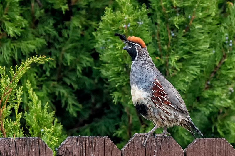 Gambel's male.jpg