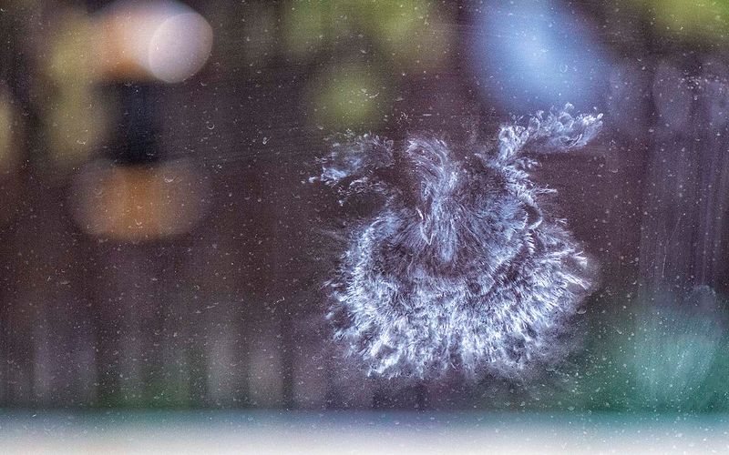 Bird strike.jpg