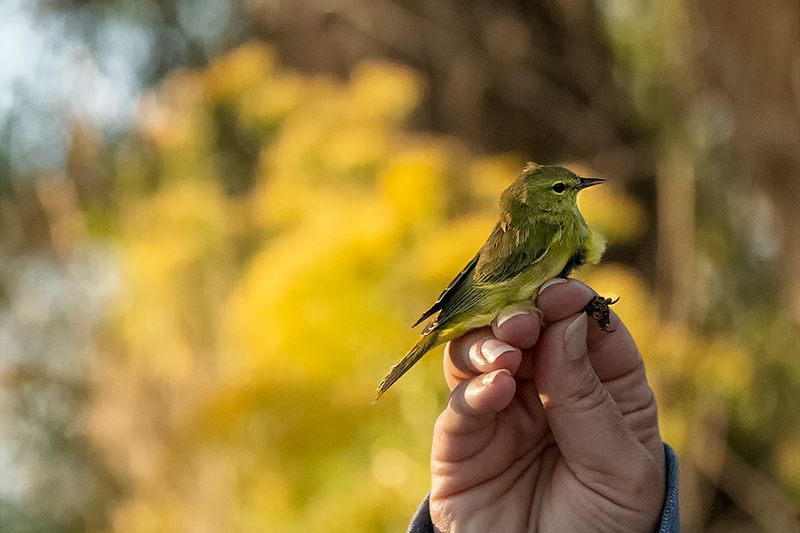 Orange-crowned warbler 2.jpg