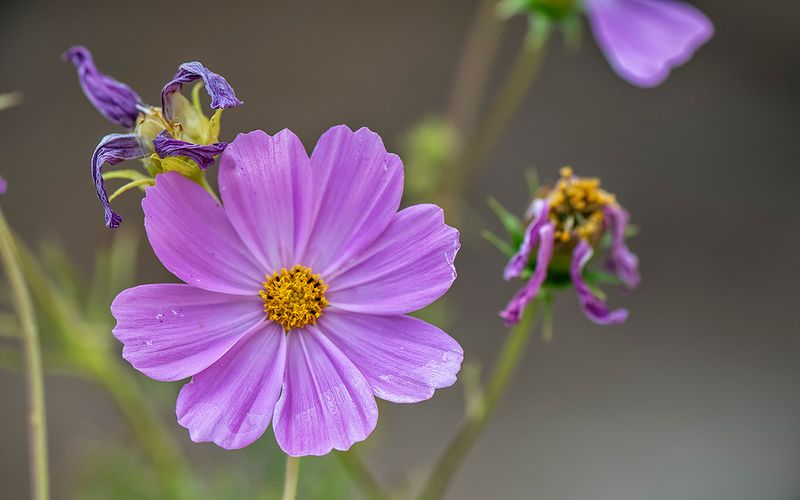 Cosmos Day 14.jpg