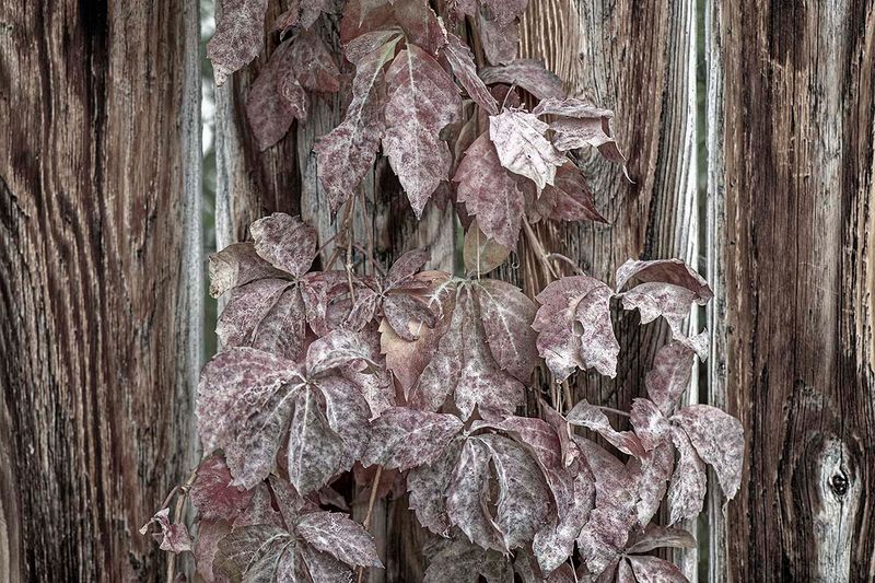 Vines Day 18.jpg
