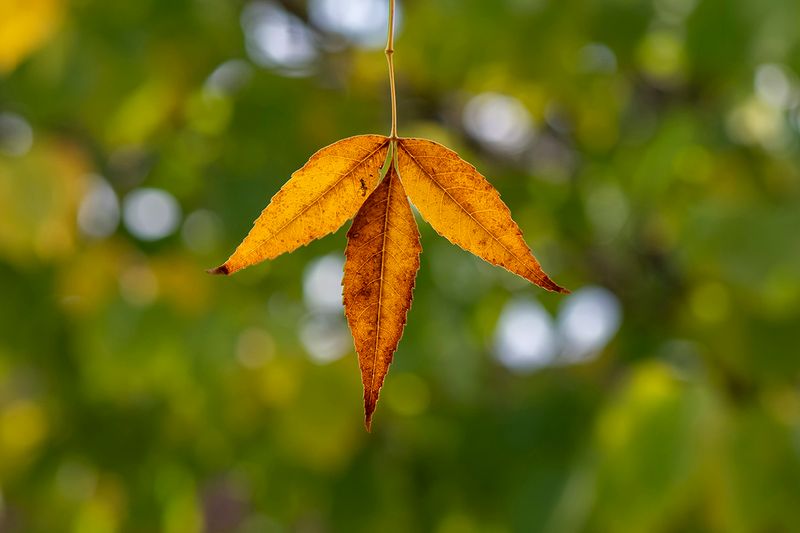 Three Ash Leaves Day 19.jpg