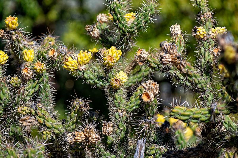 Buckhorn Cholla Day 23.jpg