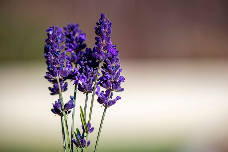 Last of the Lavender Day 25.jpg
