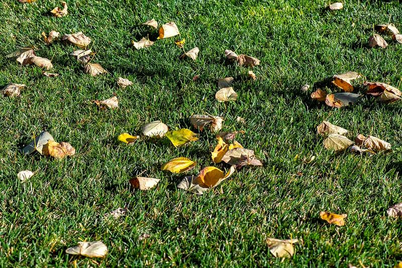 Fallen leaves Day 28.jpg