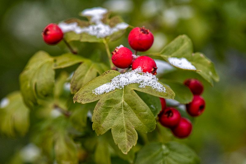 Snow on the Hawthorn.jpg
