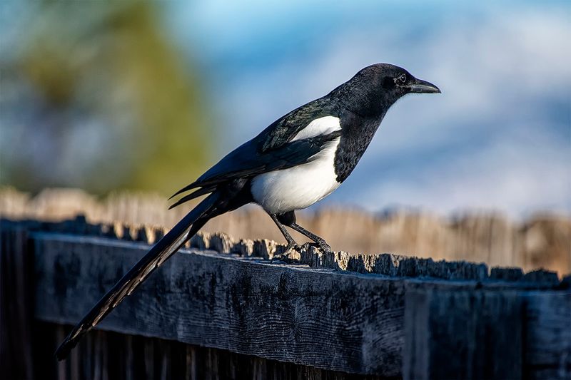Black-billed Magpie.jpg