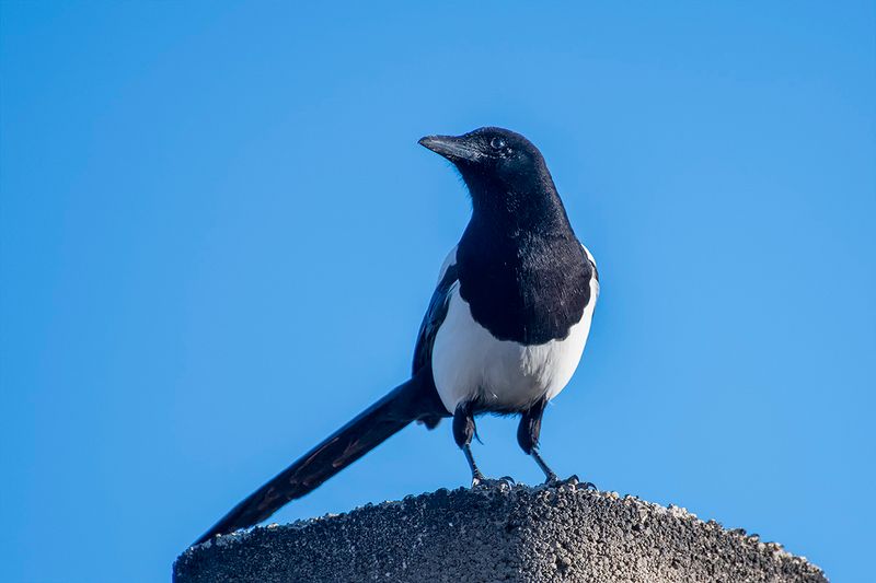Magpie on the chimney.jpg