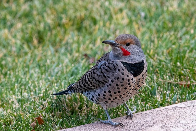 Northern Flicker male.jpg