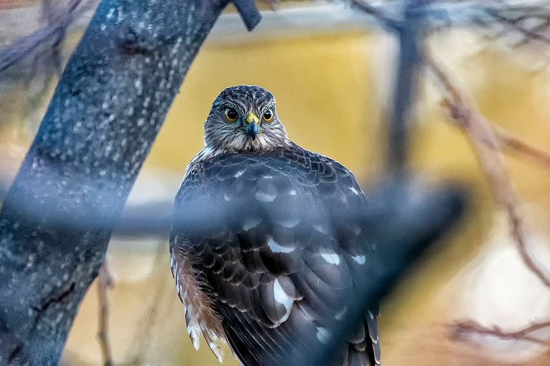 I see you.jpg