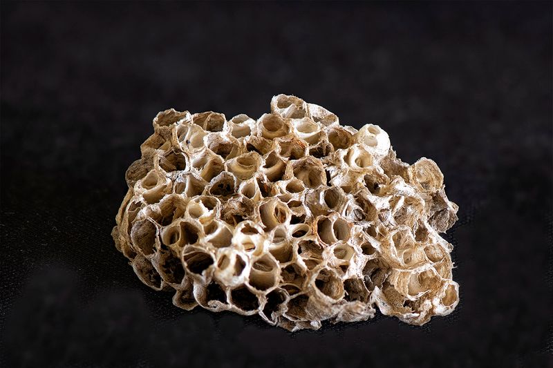 Paper wasp nest.jpg