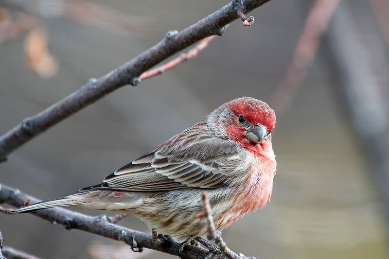 House FInch.jpg
