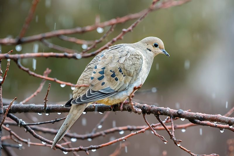 Mourning Dove.jpg