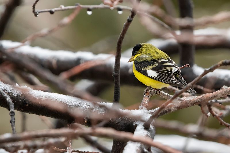 Lesser Goldfinch.jpg
