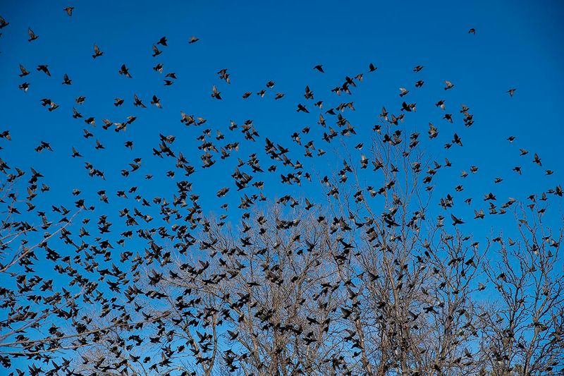Starlings.jpg