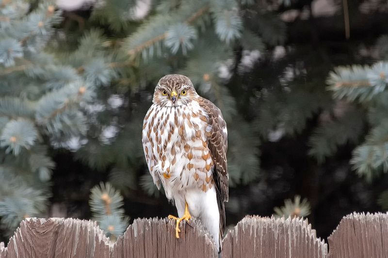 Juvenile Sharp-shinned Hawk.jpg