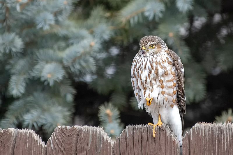 Juvenile Sharp-shinned Hawk 2.jpg