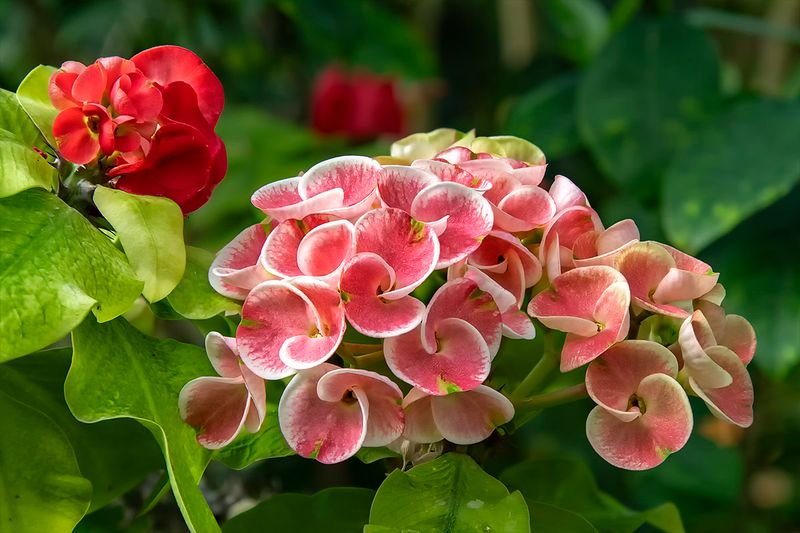 Crown of Thorns euphorbia.jpg