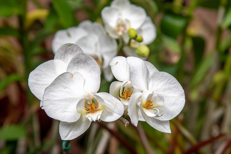 Moth Orchid.jpg