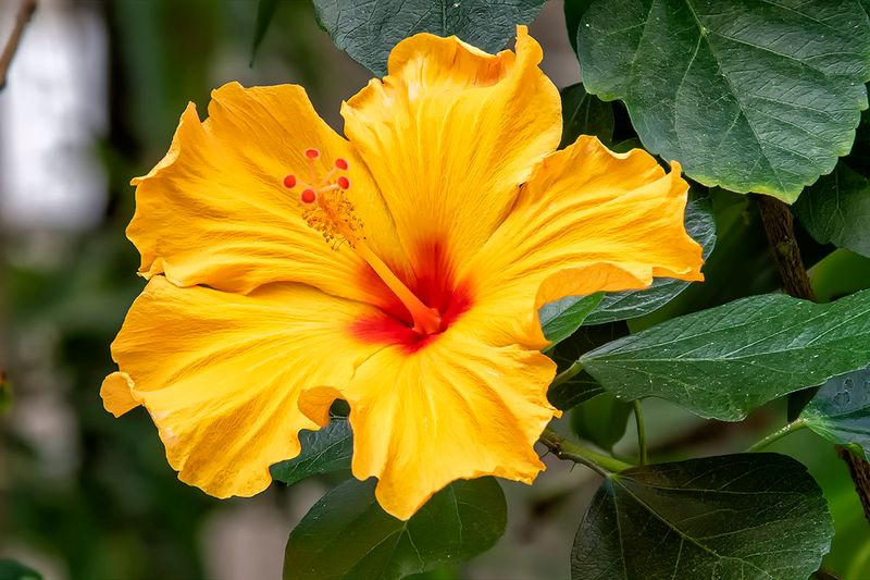 Hawaiian Hibiscus.jpg