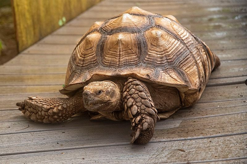 Knobby, the African spurred tortoise.jpg