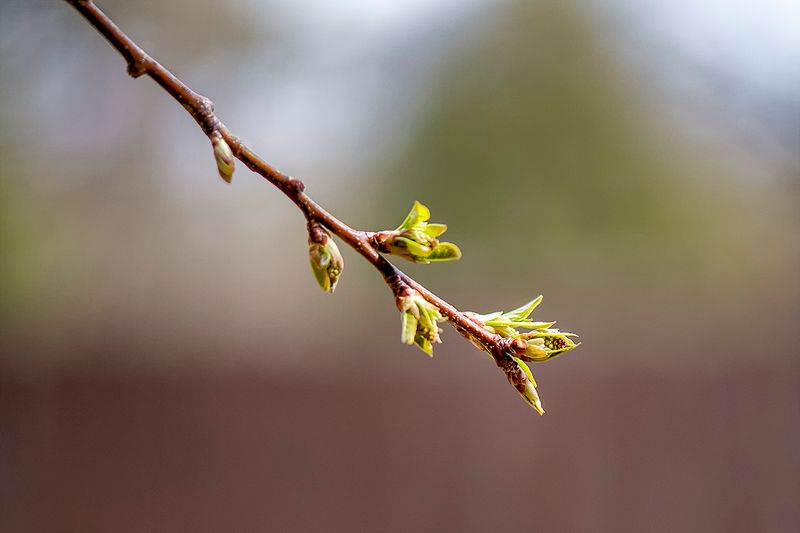 Chokecherry.jpg