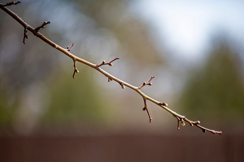 Hawthorn.jpg