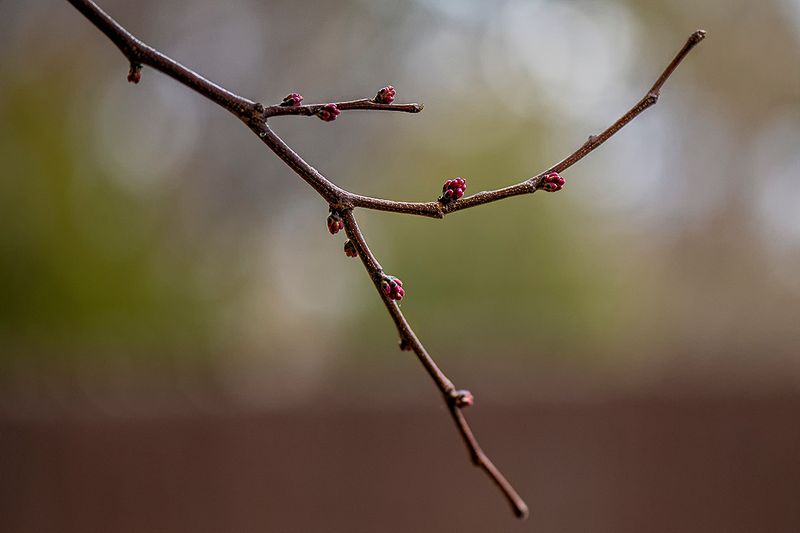 Redbud.jpg